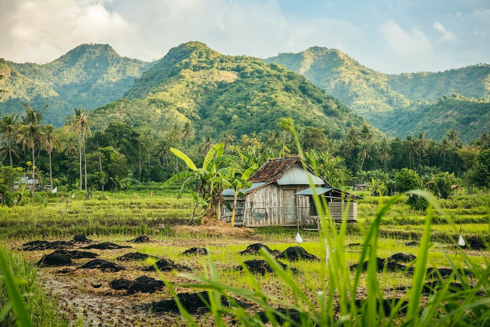 Rice terraces with hills behind it
