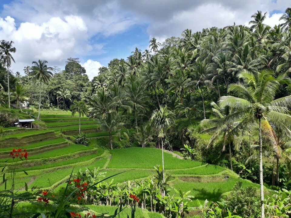 Rice terraces surrounded by trees 