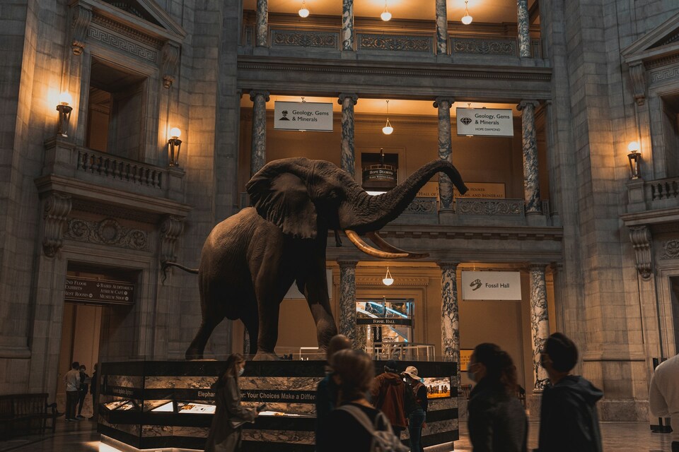 A statue of an elephant inside of a building